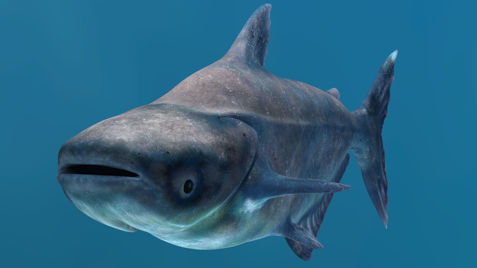 3D Mekong Giant Catfish TurboSquid 2089721