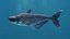 Mekong Giant Catfish