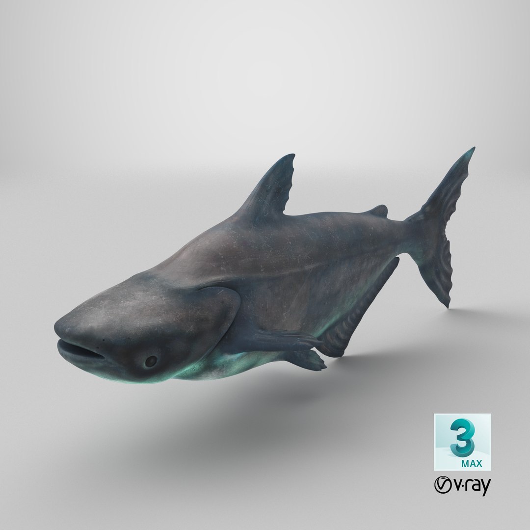 3D Mekong Giant Catfish https://p.turbosquid.com/ts-thumb/p8/odAs4W/GO/stemcell_max_vray_render/png/1767980873/1920x1080/fit_q87/ab1ad137ac4c35465657aab32d8b86da753f7443/stemcell_max_vray_render.jpg