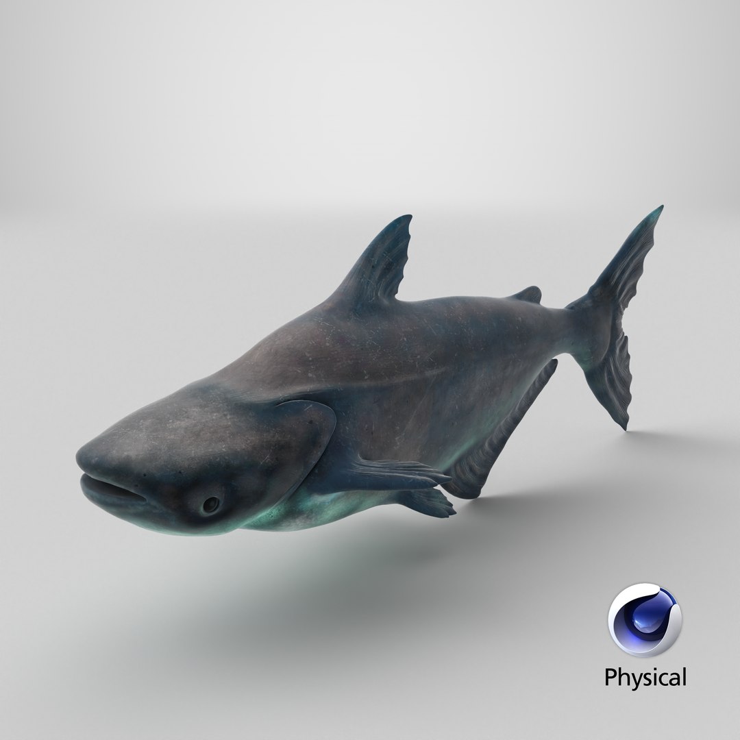 3D Mekong Giant Catfish https://p.turbosquid.com/ts-thumb/p8/odAs4W/Gp/stemcell_cinema_4d_physical_render/png/1767980871/1920x1080/fit_q87/bdd39e1780faf9ce9447d210b412a7dbeadbdeba/stemcell_cinema_4d_physical_render.jpg