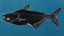 Mekong Giant Catfish