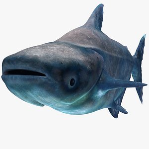 Mekong Giant Catfish