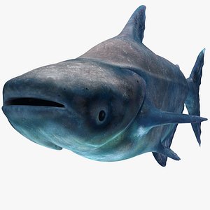 Mekong Giant Catfish