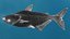 Mekong Giant Catfish