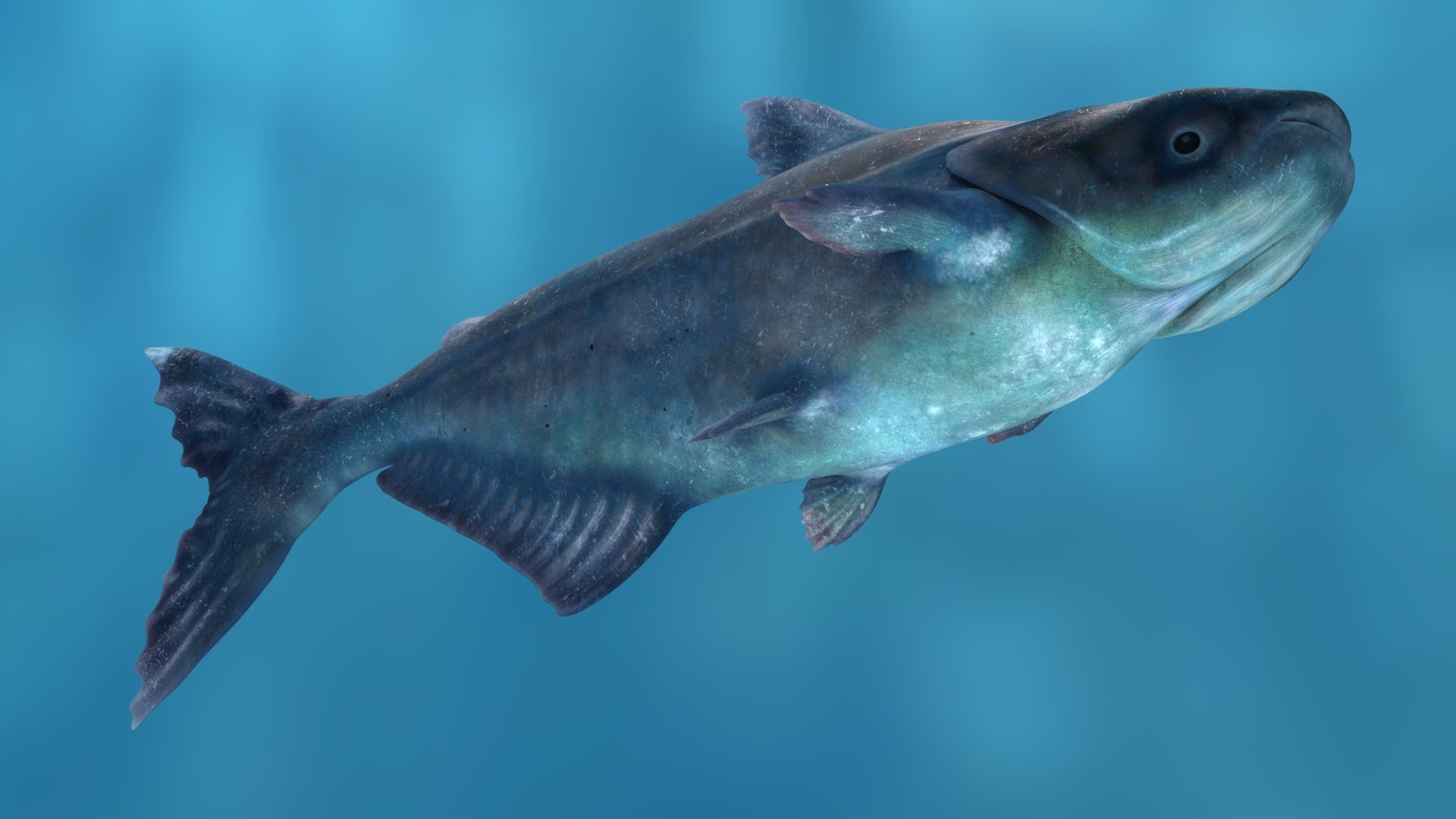 3D Mekong Giant Catfish https://p.turbosquid.com/ts-thumb/p8/odAs4W/a6/mekonggiantcatfish3dmodel04/jpg/1687983835/1920x1080/fit_q87/0822096095c53f3b4a6e5369c433844ea7c4d055/mekonggiantcatfish3dmodel04.jpg