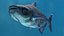 Mekong Giant Catfish