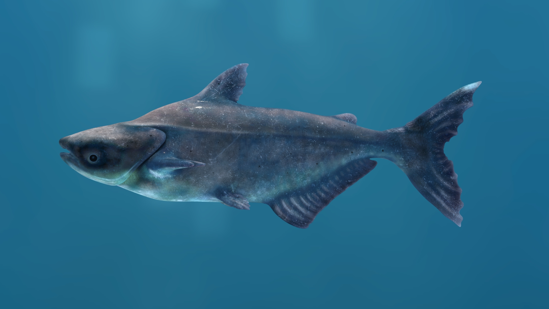 3D Mekong Giant Catfish https://p.turbosquid.com/ts-thumb/p8/odAs4W/ku/mekonggiantcatfish3dmodel/jpg/1688055147/1920x1080/turn_fit_q99/fab755562a90d96f6f3f4ca38d200f27485fc15c/mekonggiantcatfish3dmodel-1.jpg