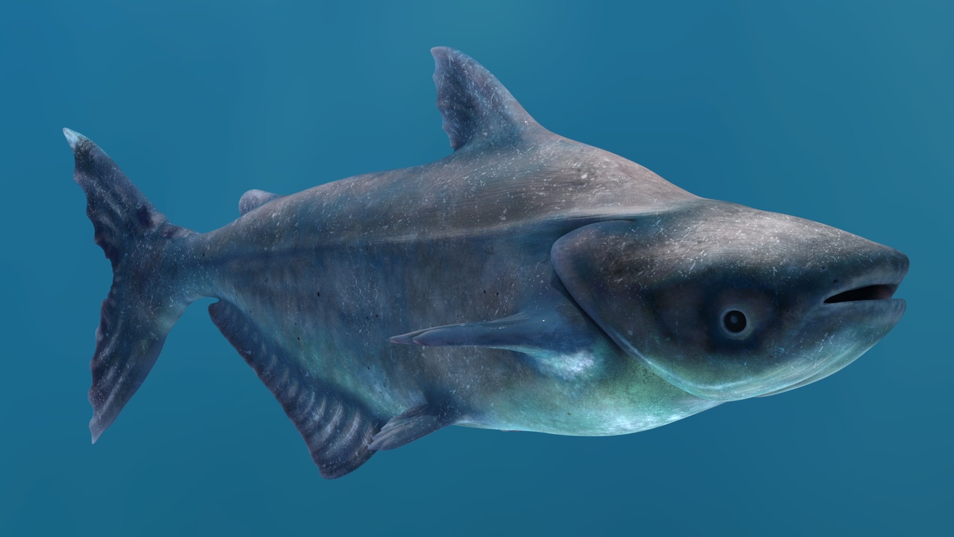3D Mekong Giant Catfish https://p.turbosquid.com/ts-thumb/p8/odAs4W/mn/mekonggiantcatfish3dmodel03/jpg/1687983835/1920x1080/fit_q87/8f8a9afde9c2eac9a773ca9903f4173741ae7e5e/mekonggiantcatfish3dmodel03.jpg