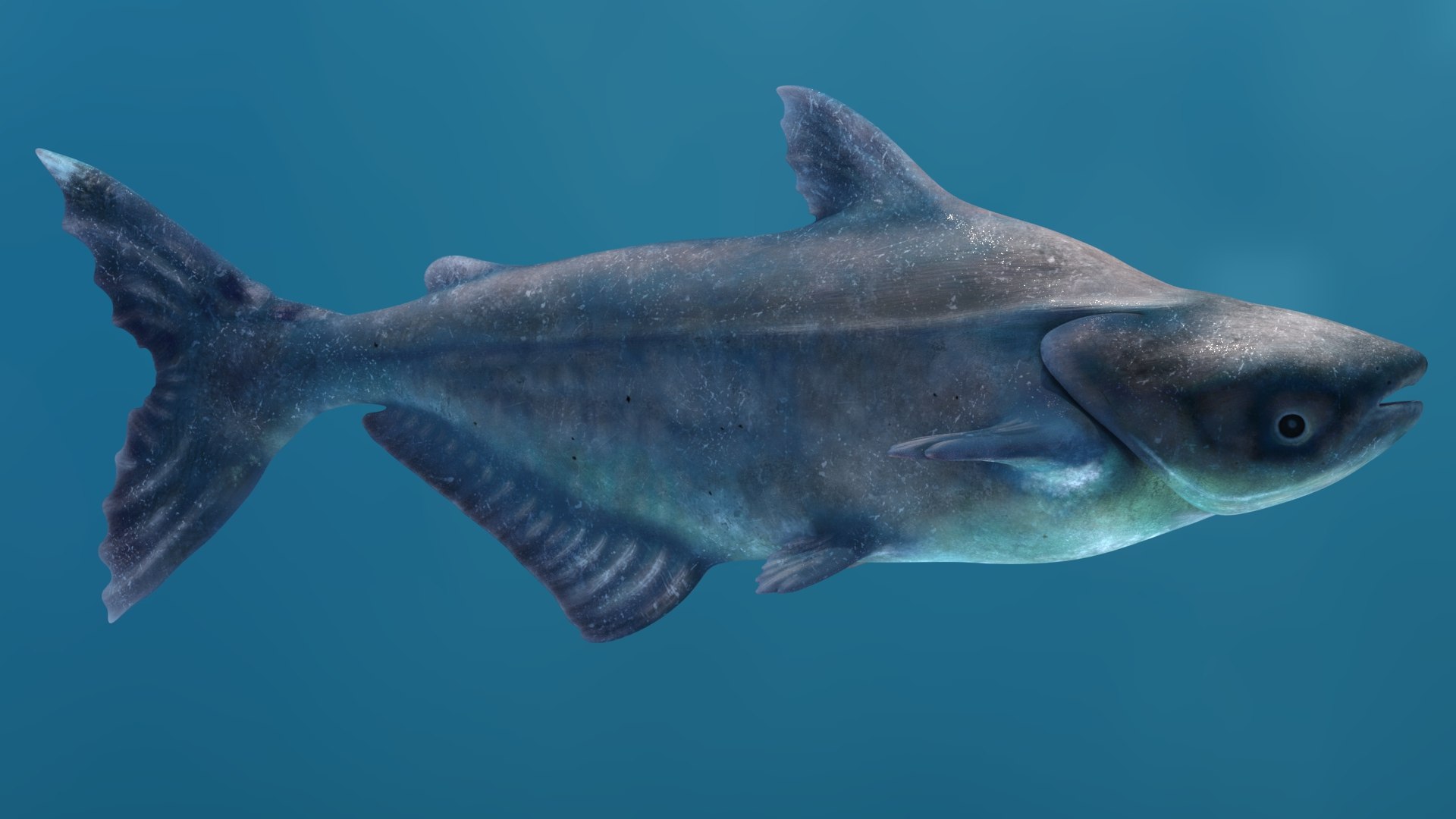 3D Mekong Giant Catfish https://p.turbosquid.com/ts-thumb/p8/odAs4W/ud/mekonggiantcatfish3dmodel05/jpg/1687983836/1920x1080/fit_q87/6c6aedd736f7fcbb245500a7606dcbb58fb1f0fc/mekonggiantcatfish3dmodel05.jpg