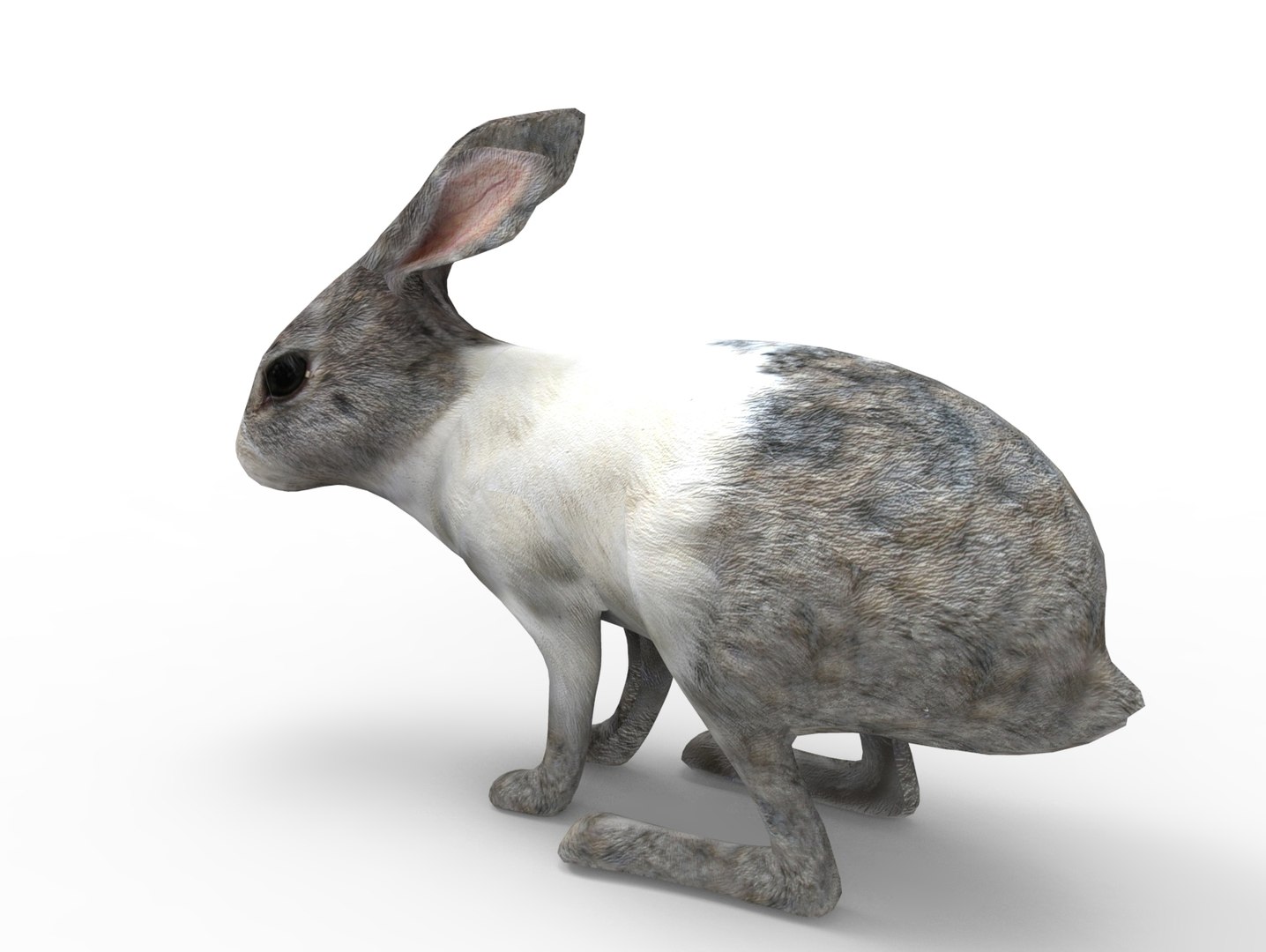 3D Rabbit Rigged Model - TurboSquid 1198737