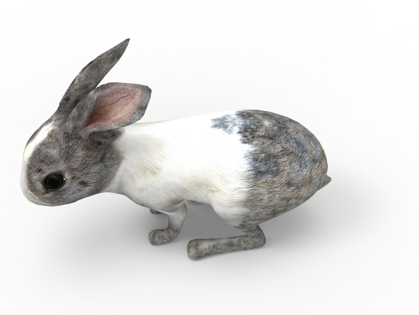 3D Rabbit Rigged Model - TurboSquid 1198737