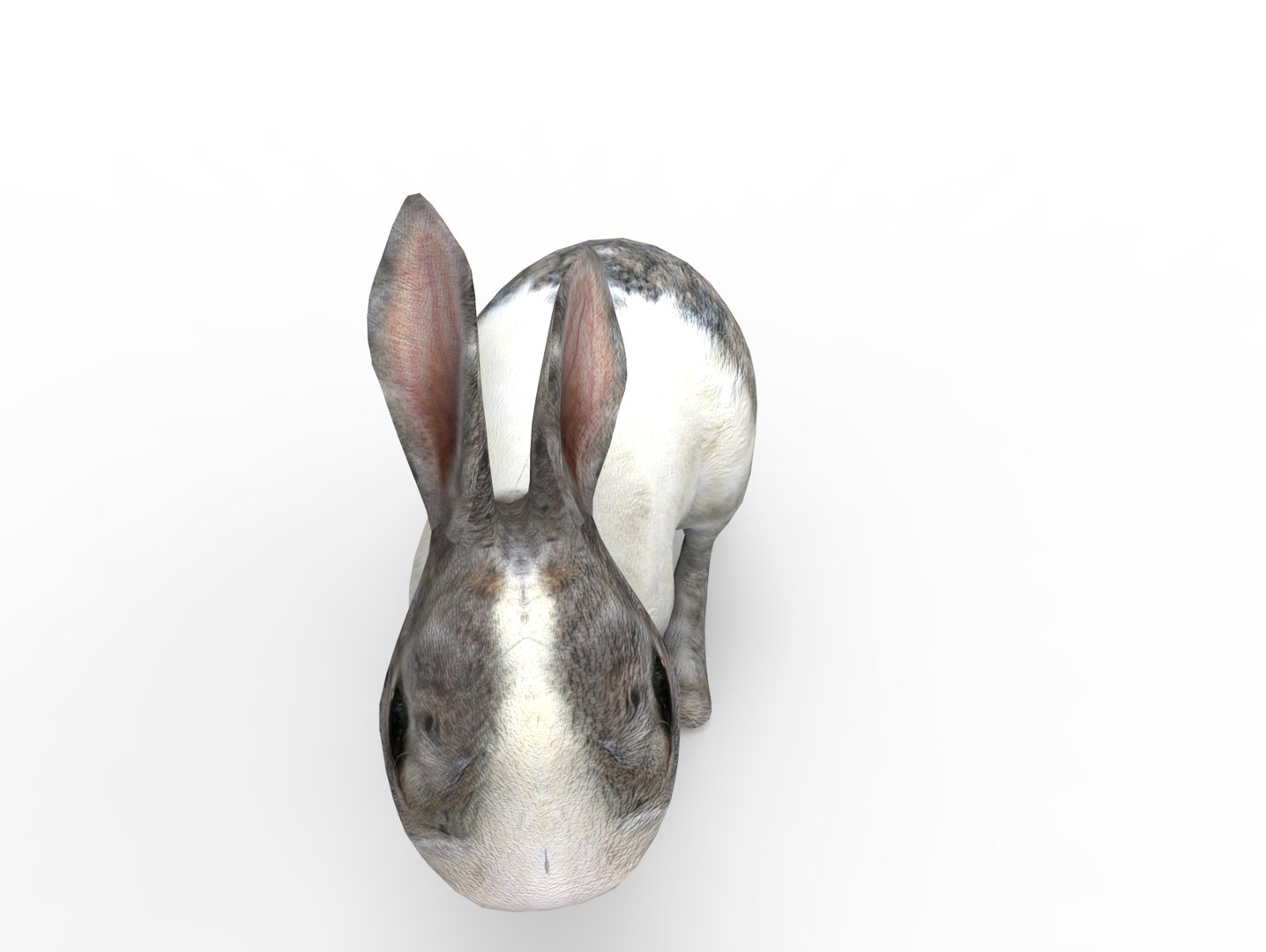 3D Rabbit Rigged Model - TurboSquid 1198737