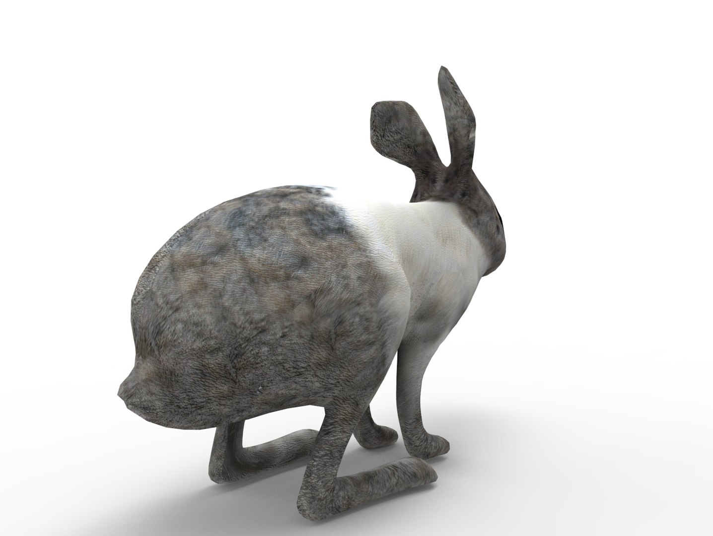 3D Rabbit Rigged Model - TurboSquid 1198737