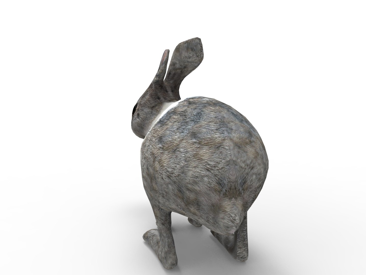 3D Rabbit Rigged Model - TurboSquid 1198737