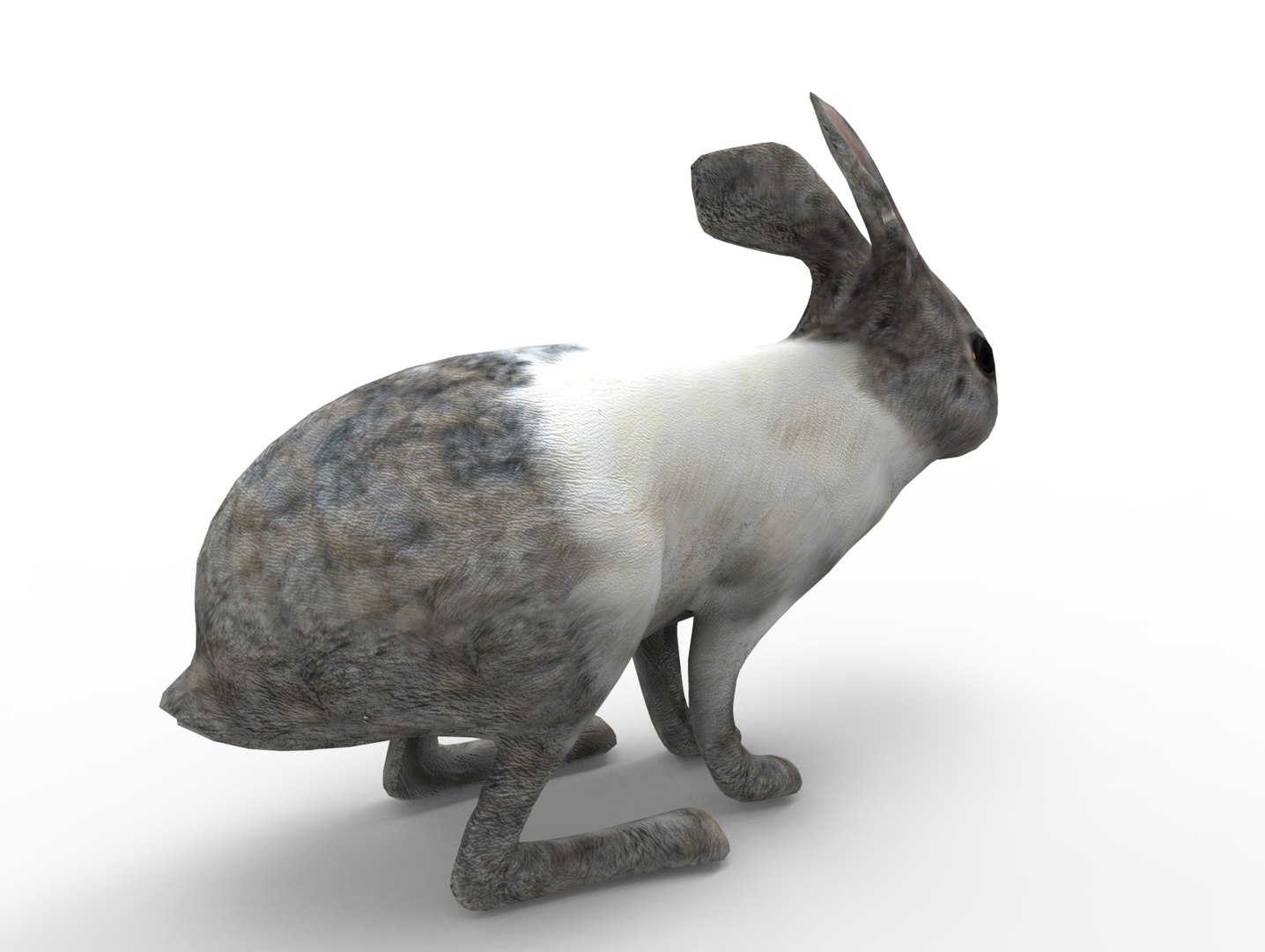3D Rabbit Rigged Model - TurboSquid 1198737