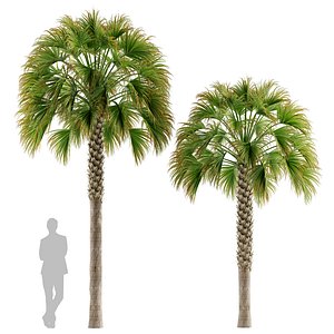 Sabal Palmetto Cabbage Palm 3D model