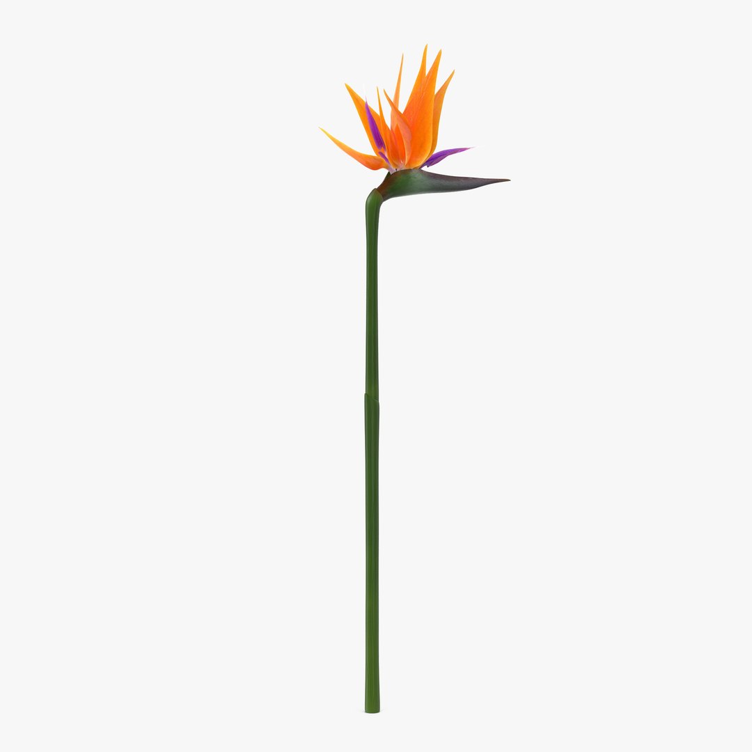 Bird of Paradise Flower 2 3D model preview