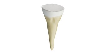 teeth molar 3D model
