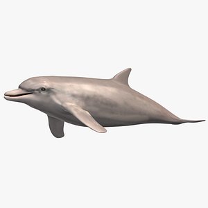 3D bottlenose dolphin