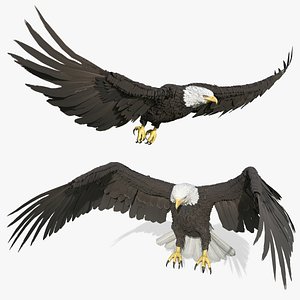 3D Wild Bald Eagle Landing Animated Rigged For Blender
