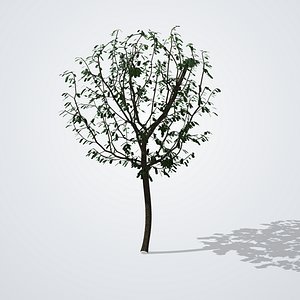 Japanese Pagoda Tree - Styphnolobium japonicum