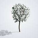 Japanese Pagoda Tree - Styphnolobium japonicum