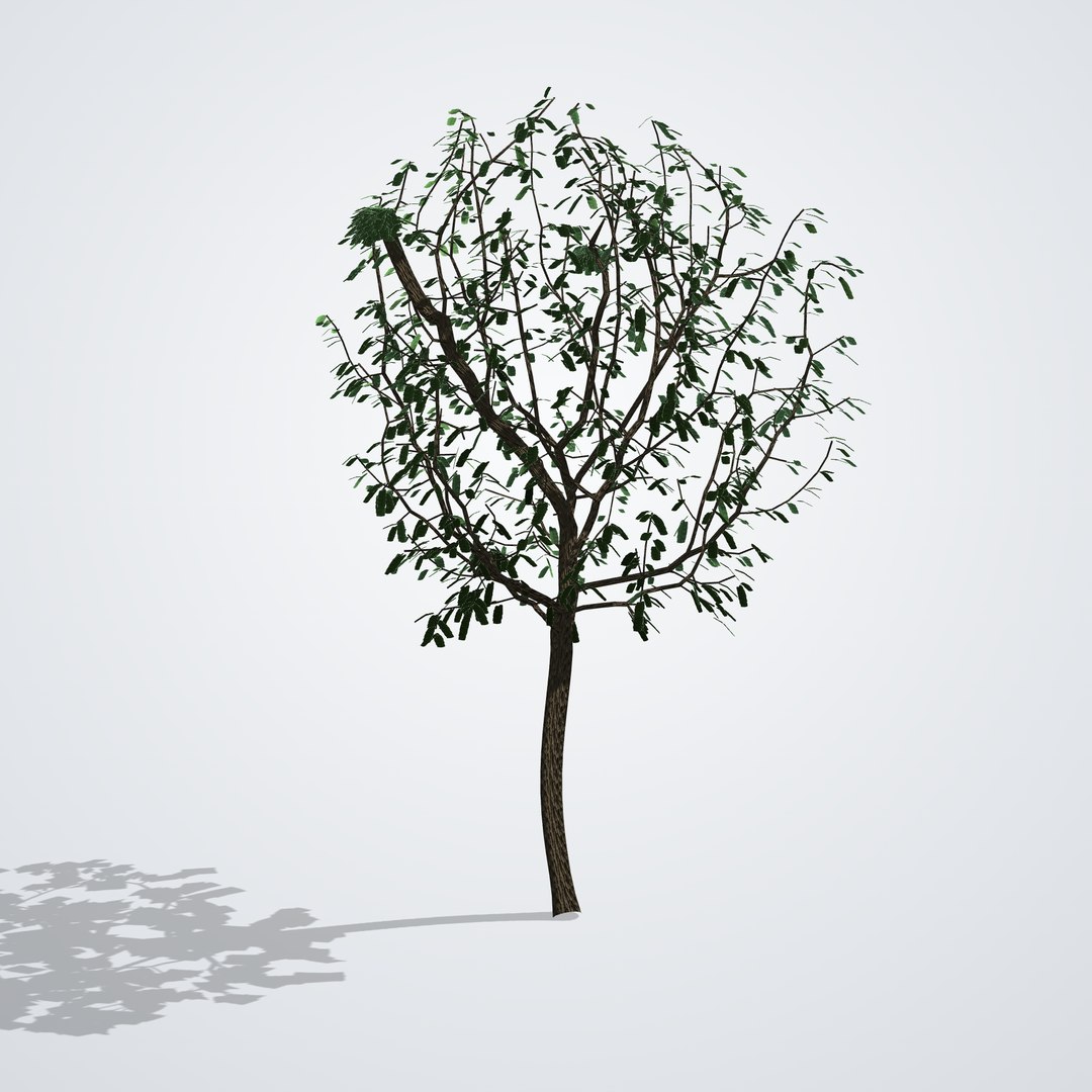 20 Trees Collection - Ornamental, Fruit and Shade Trees model https://p.turbosquid.com/ts-thumb/p9/VTL1Qx/VL/sophorajaponica_03_back/png/1792518175/1920x1080/fit_q87/2b6b63a72c8ac7dc56c7012c450a0721fabdfb79/sophorajaponica_03_back.jpg