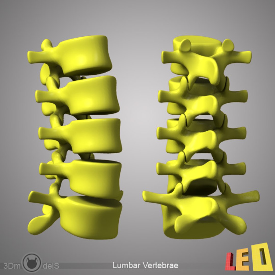 human spine 3d model