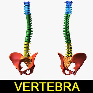 Human vertebra+pelvic