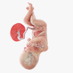 3D model Fetus Anatomy Week 36 Animated