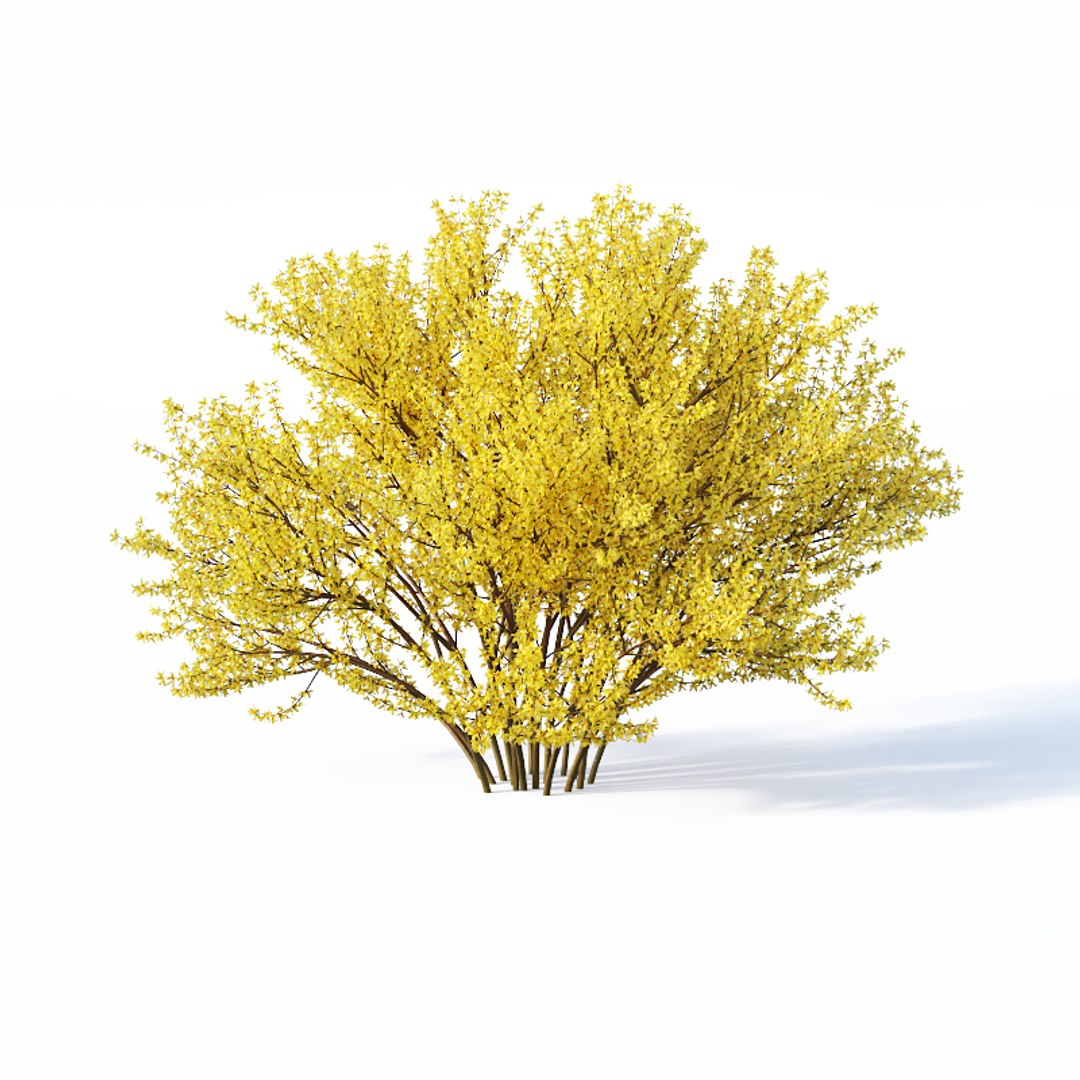 Forsythia cm 3D model - TurboSquid 1369566