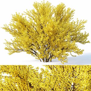 forsythia cm 3D model