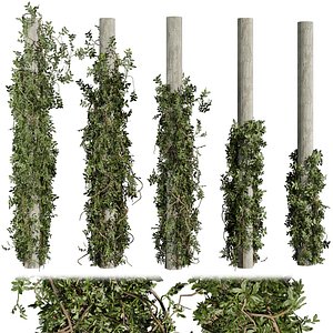 Collection plant vol 518 - bush - outdoor - column - fitowall - ivy