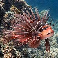 Reef Clearfin Lionfish Rigged For Maya