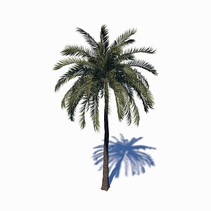 beach palm tree 3D