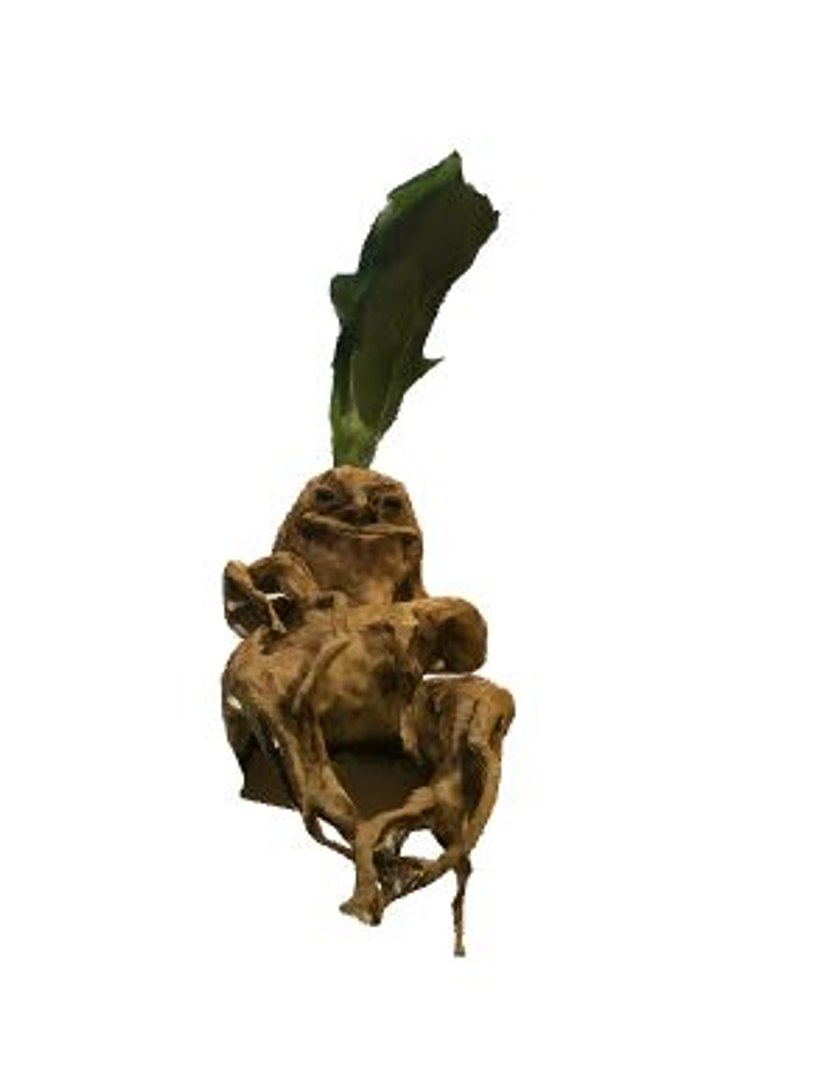 3D Mandragora Model - TurboSquid 1363005