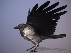 animated white-breasted raven Game ready props 