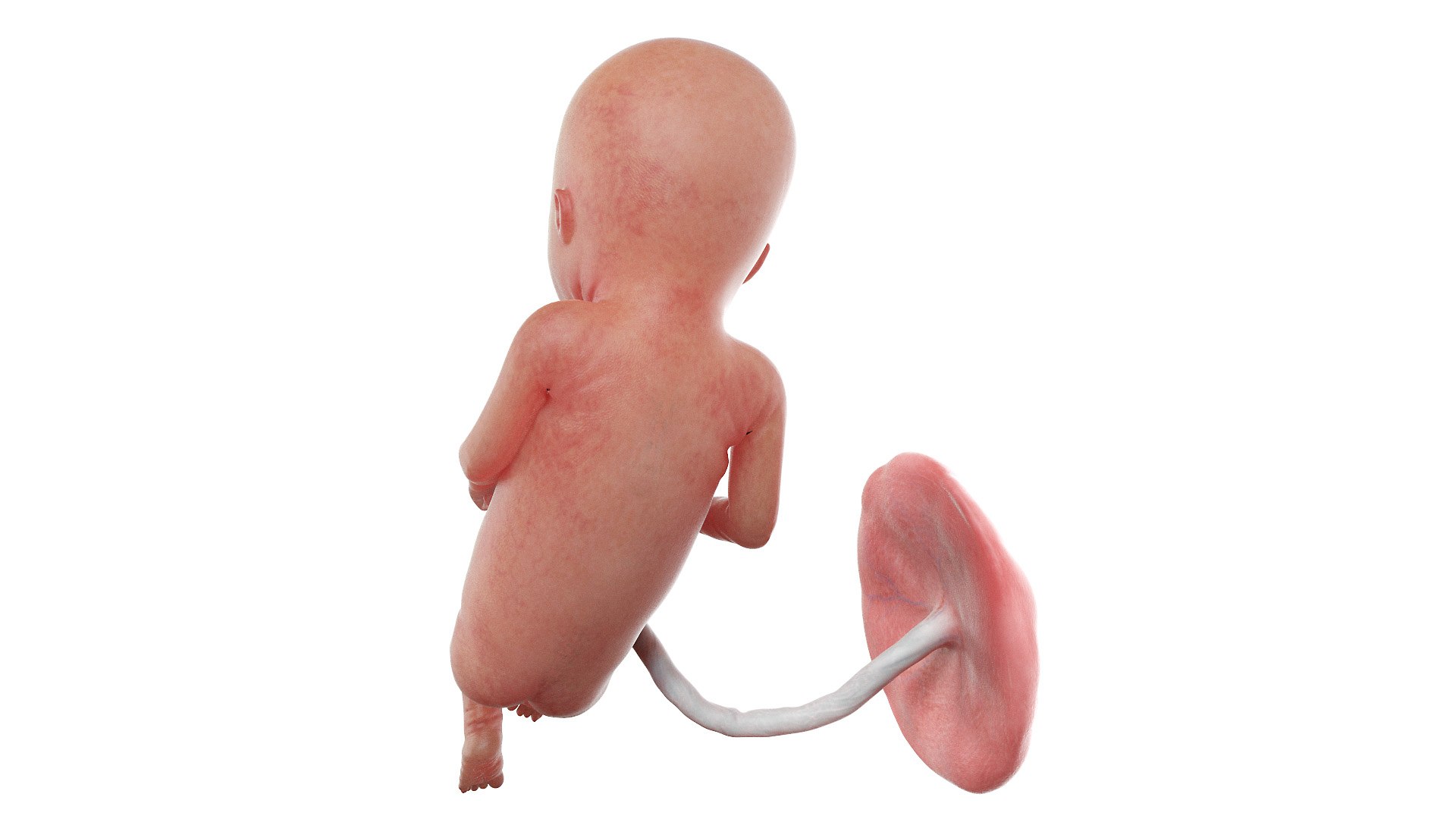 Fetus Week 16 Animated 3D https://p.turbosquid.com/ts-thumb/pA/60934T/P9/fetus_week16f0002/jpg/1635928483/1920x1080/fit_q87/414cc3554cadd23d54a44fba0c1e960283f7de2c/fetus_week16f0002.jpg