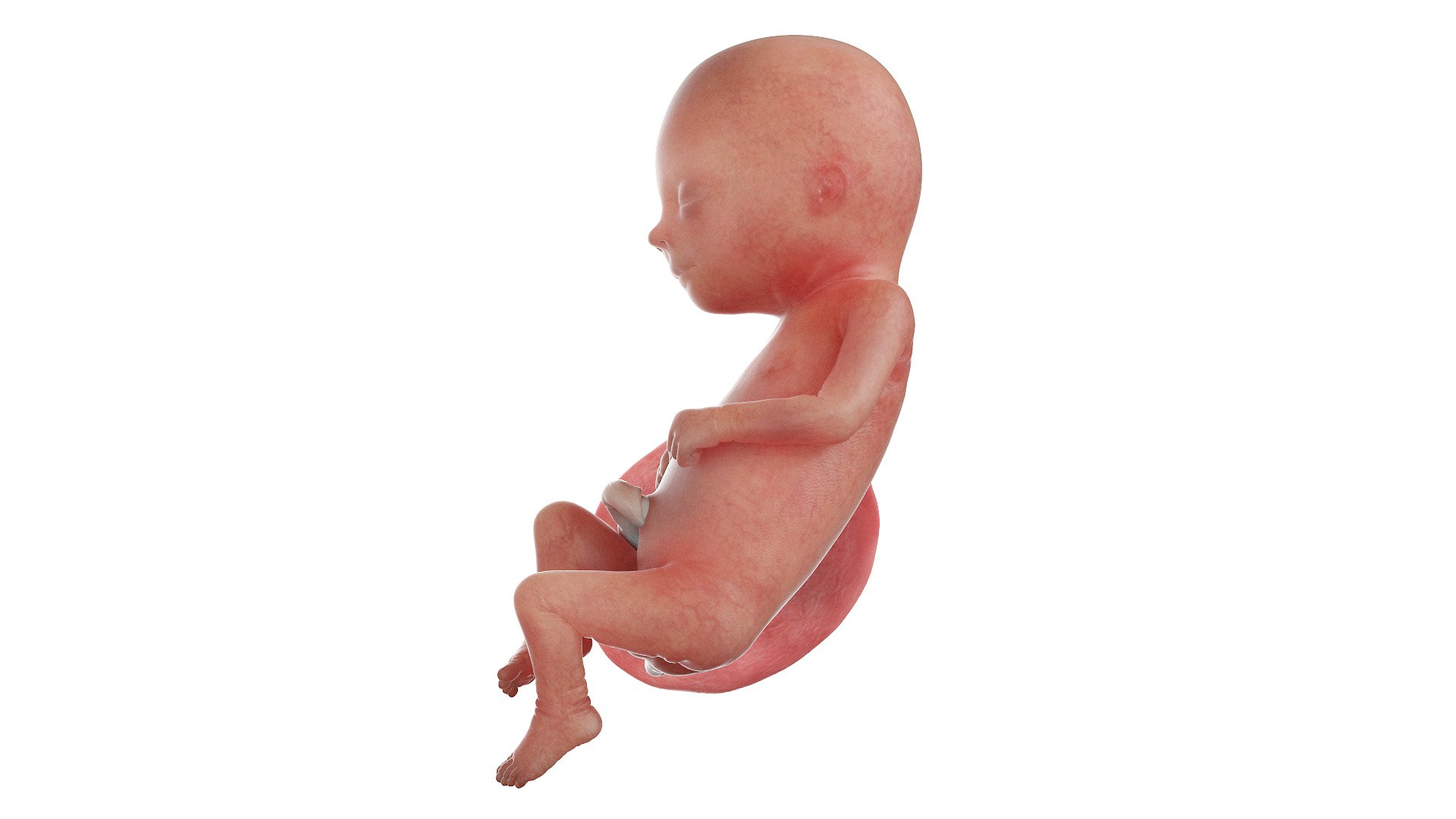 Fetus Week 16 Animated 3D https://p.turbosquid.com/ts-thumb/pA/60934T/PG/fetus_week16f0000/jpg/1635928482/1920x1080/fit_q87/5bcc6afbeb0d7ec9c14b13c9a6b277ab749ea4e0/fetus_week16f0000.jpg