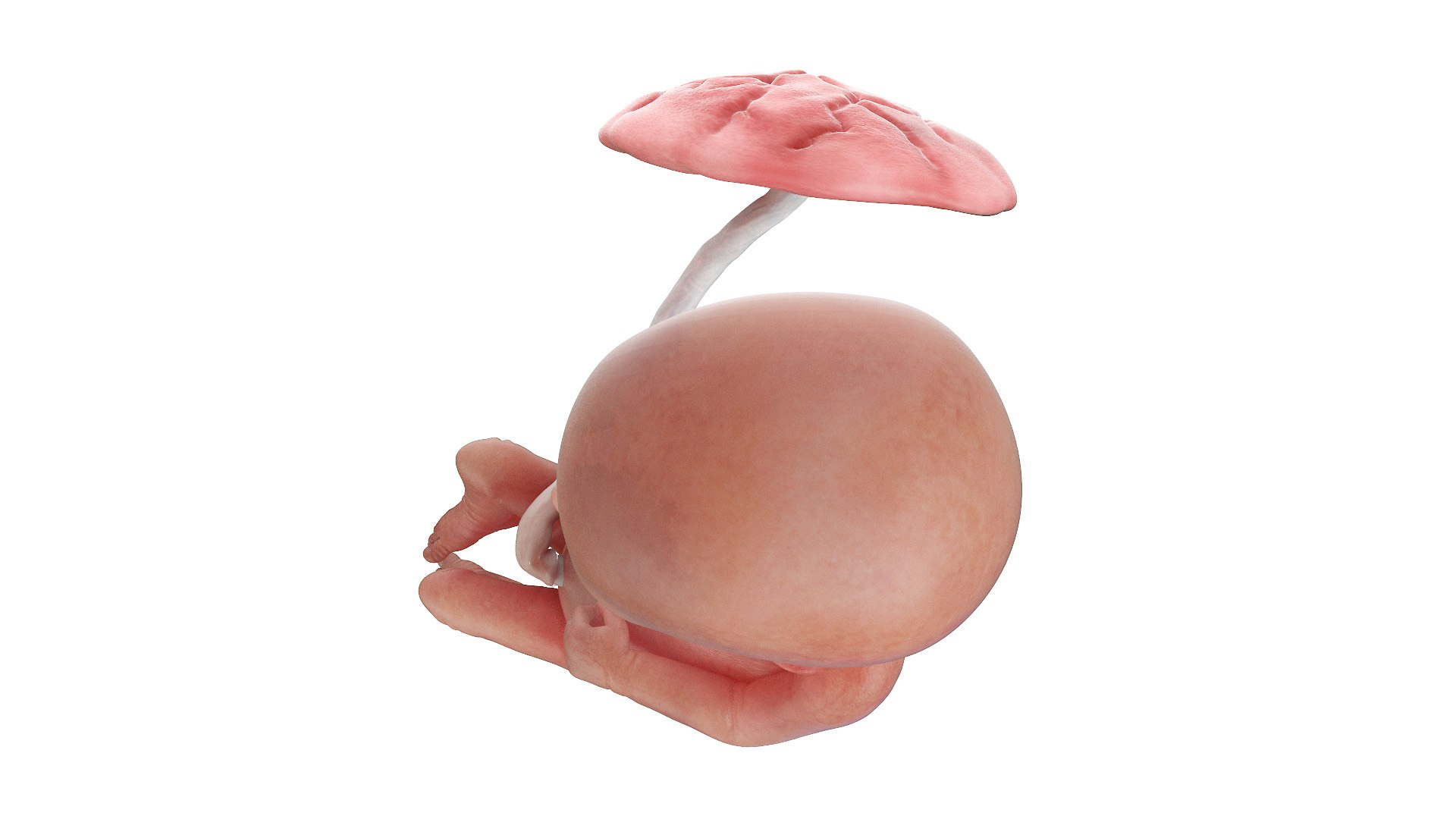 Fetus Week 16 Animated 3D https://p.turbosquid.com/ts-thumb/pA/60934T/Yf/fetus_week16f0003/jpg/1635928482/1920x1080/fit_q87/743ae5940db3cbbebba1f13e77beb8398efebf4e/fetus_week16f0003.jpg