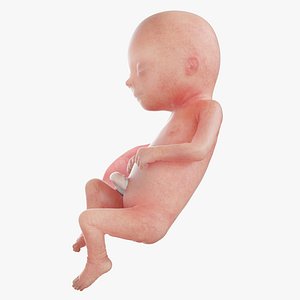 Fetus Week 16 Animated 3D