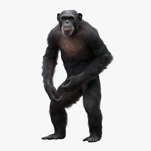 3D Chimpanzee ANIMATED