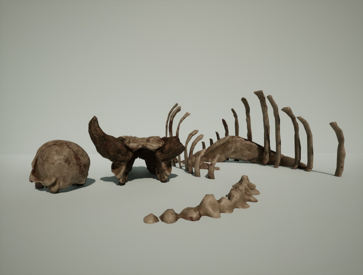 Textured Bones -human Skull And Cow Skull With Ribs 3D Model ...