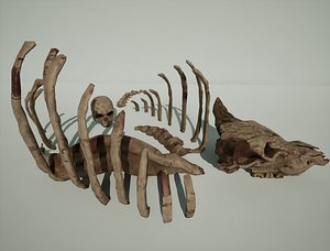 textured bones -human skull and cow skull with ribs 3D model