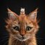 Kitten Red