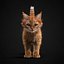Kitten Red