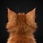 Kitten Red