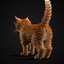 Kitten Red
