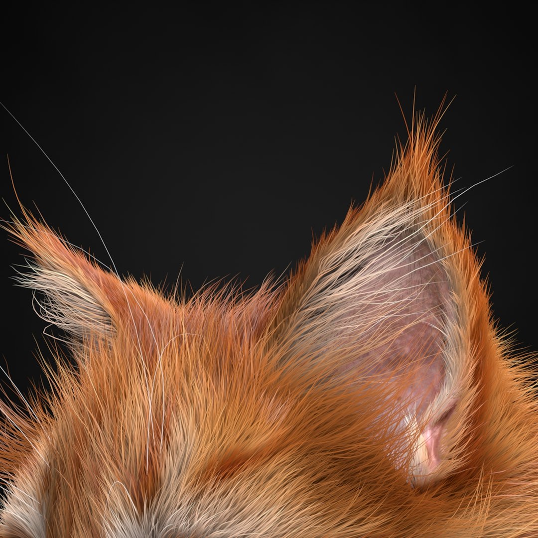 3ds max kitten red https://p.turbosquid.com/ts-thumb/pA/QcJsSK/fJEt1E3h/4/jpg/1426602905/1920x1080/fit_q87/307efde064a41089c78ebabf76d3e980eb1750aa/4.jpg