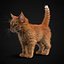 Kitten Red